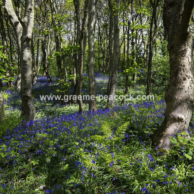 Bluebells in Longacre Wood, Gateshead, Tyne & Wear