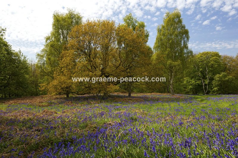 Bluebells in Longacre Wood, Gateshead, Tyne & Wear