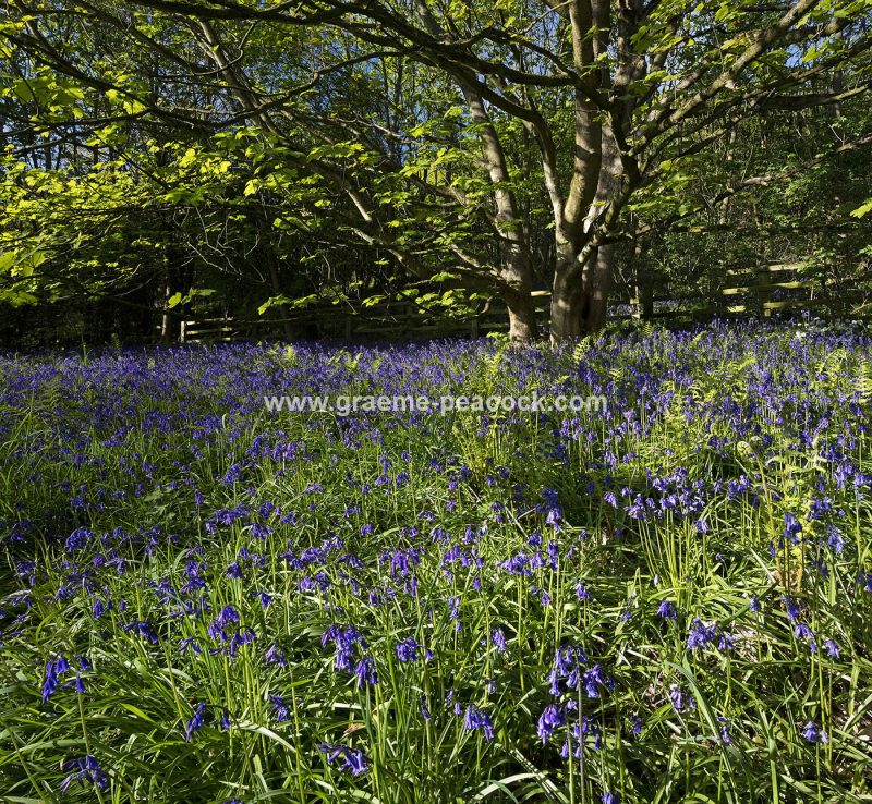 Bluebells in Longacre Wood, Gateshead, Tyne & Wear