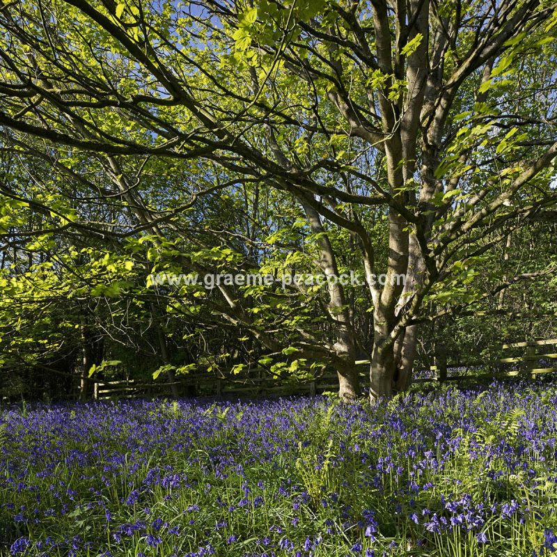 Bluebells in Longacre Wood, Gateshead, Tyne & Wear