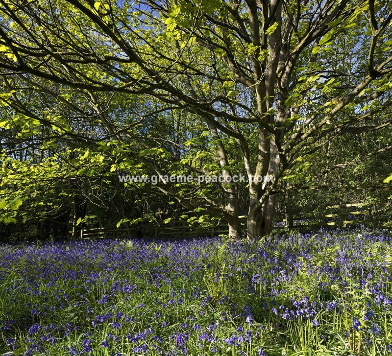 Bluebells in Longacre Wood, Gateshead, Tyne & Wear