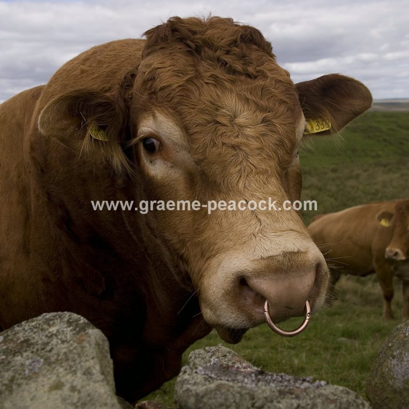 Local wildlife on Hadrians Wall, nr Twice Brewed, Northumberland