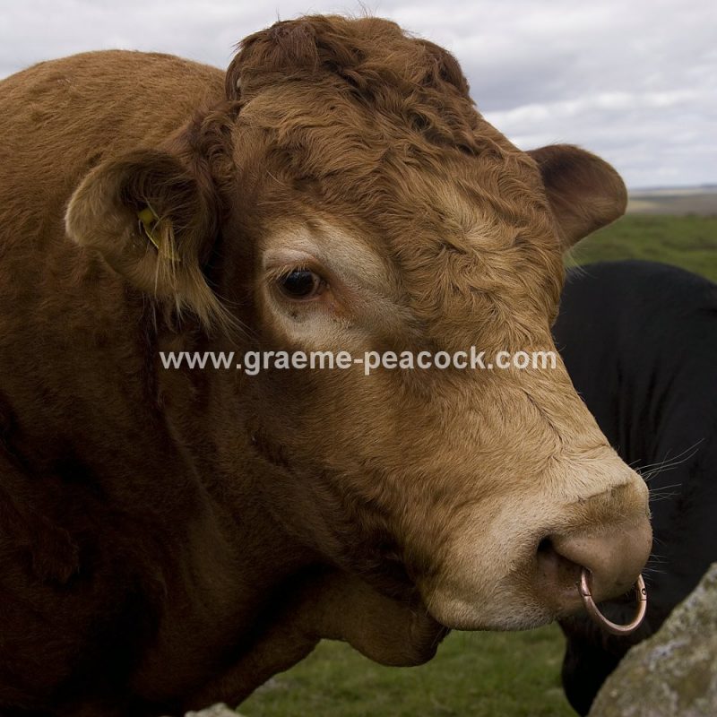 Local wildlife on Hadrians Wall, nr Twice Brewed, Northumberland