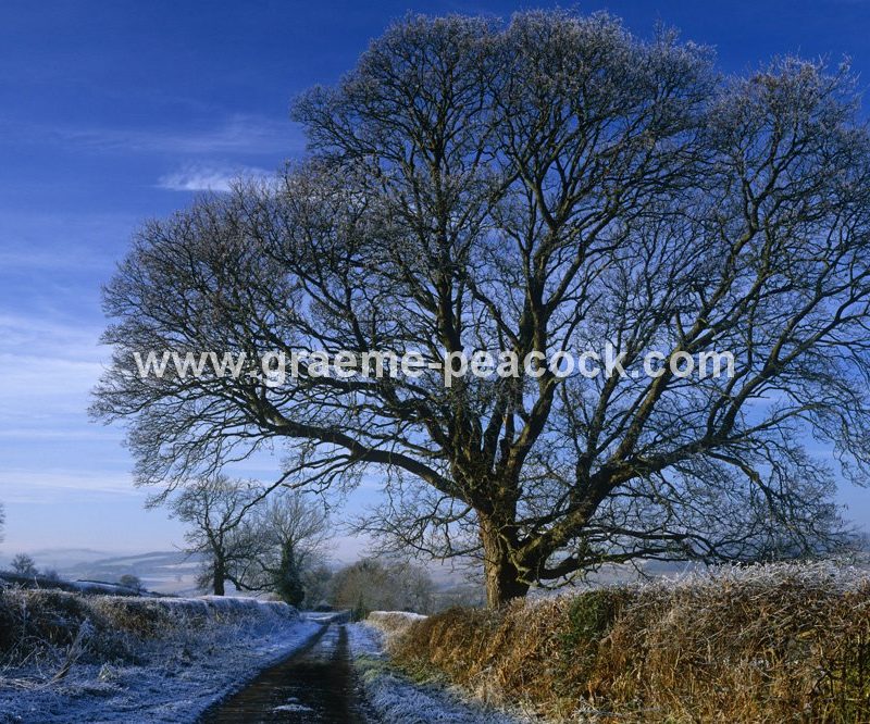 Winter frost at Planetrees, nr Chollerford & Hadrian's Wall, Northumberland