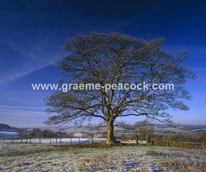 Winter frost at Planetrees, nr Chollerford & Hadrian's Wall, Northumberland