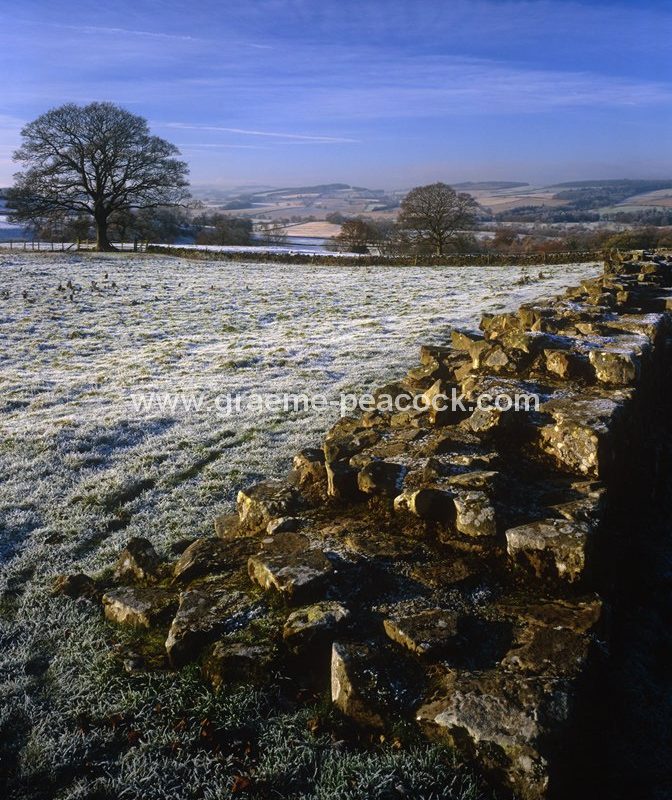 Hadrian's Wall in Winter frost at Planetrees, nr Chollerford, Northumberland
