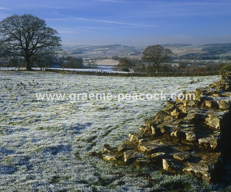 Hadrian's Wall in Winter frost at Planetrees, nr Chollerford, Northumberland