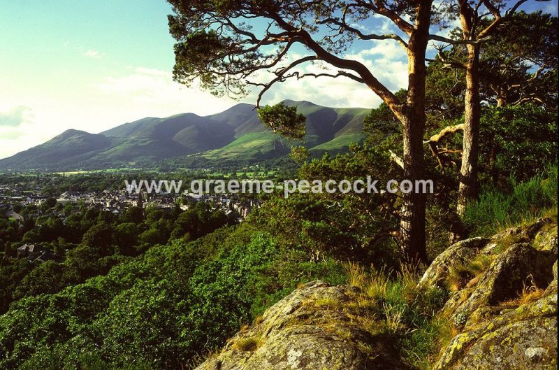 Skiddaw from Castlehead Wood, LDNP, Keswick, Cumbria
