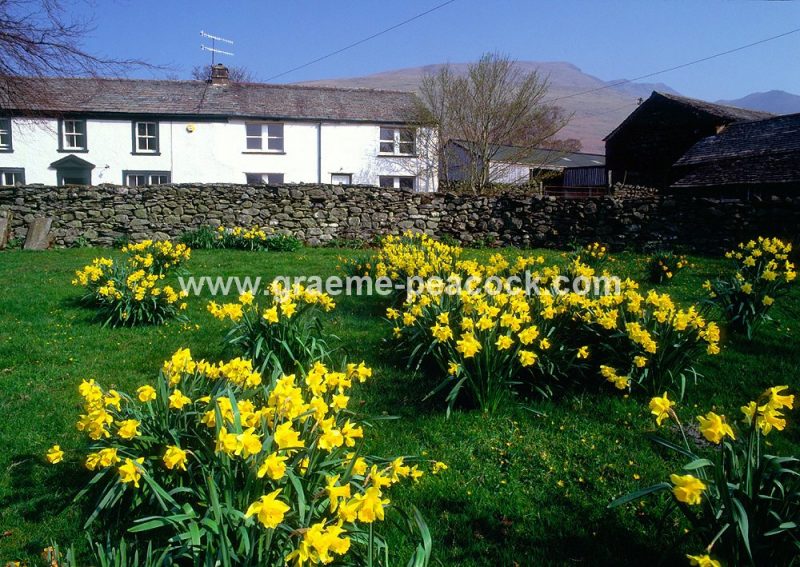 Blencathra from Wescoe near Keswick, Cumbria, LDNP