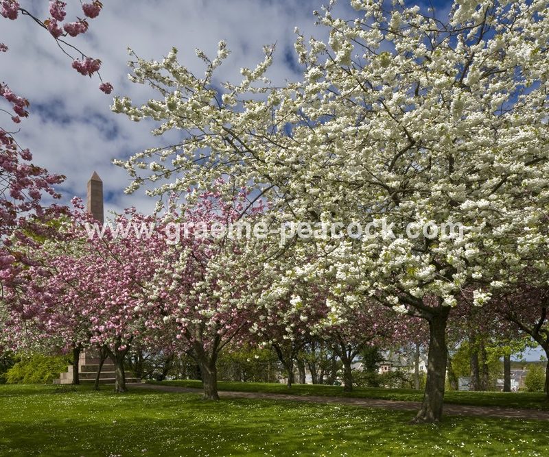 Grant Park,  Forres,  Moray,  Scotland