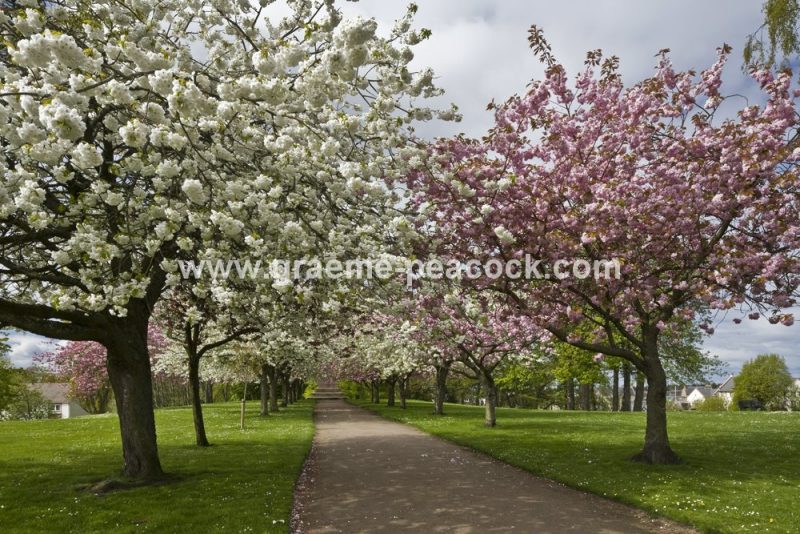 Grant Park,  Forres,  Moray,  Scotland