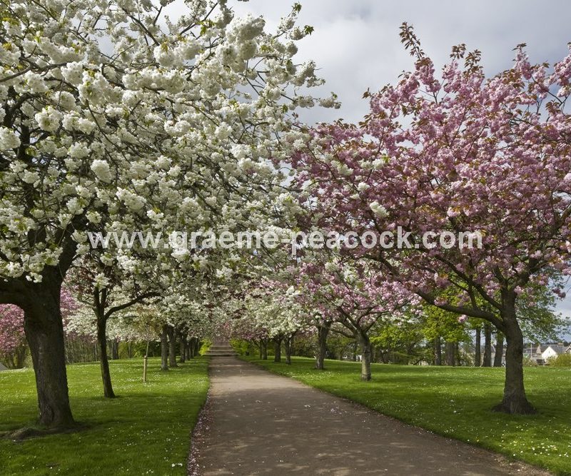 Grant Park,  Forres,  Moray,  Scotland