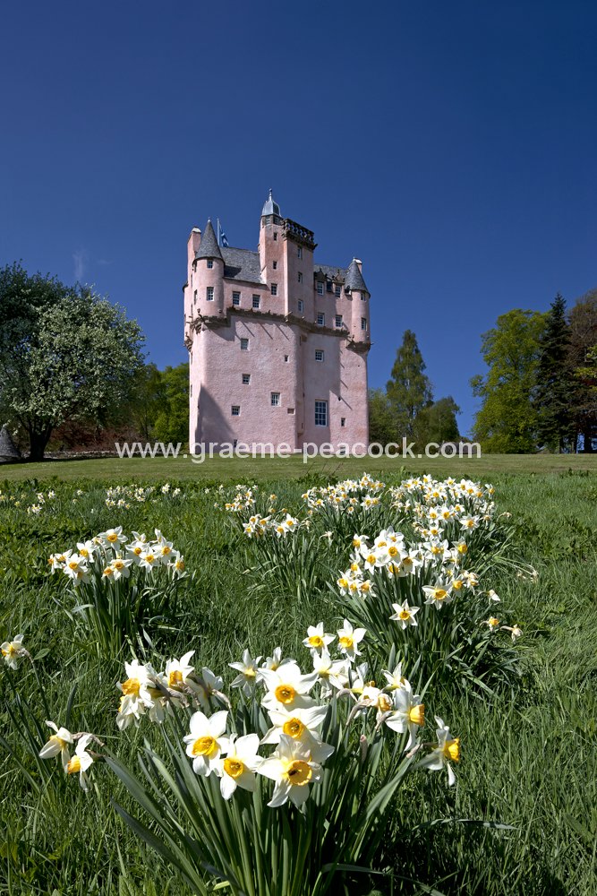 Daffodils at Craigievar Castle, (National Trust for Scotland), near Alford, Aberdeenshire