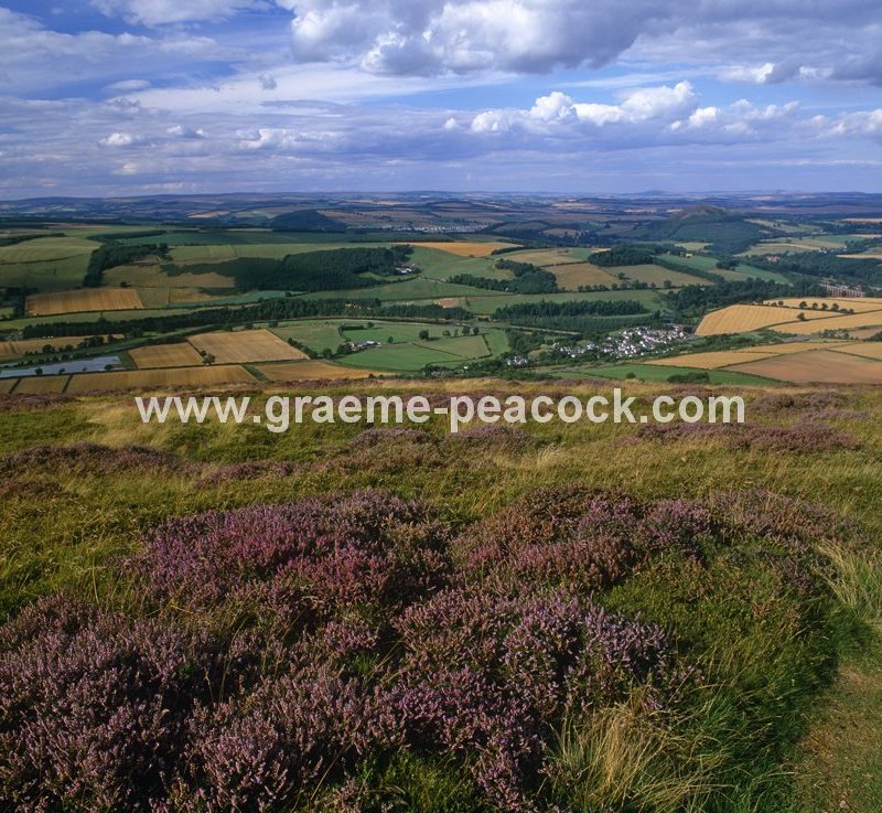 Eildon Hills in summer heather,  Melrose,  Scottish Borders