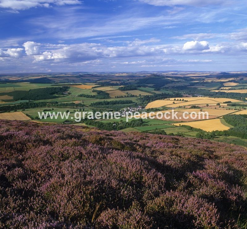 Eildon Hills in summer heather,  Melrose,  Scottish Borders