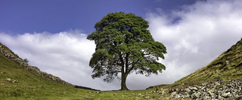 Sycamore Gap in summer on Hadrian's Wall, Northumberland National Park, Northumberland, UK