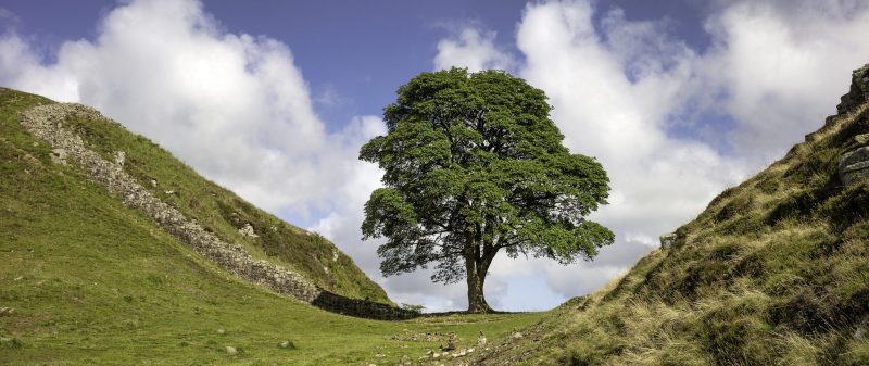 Sycamore Gap in summer on Hadrian's Wall, Northumberland National Park, Northumberland, UK