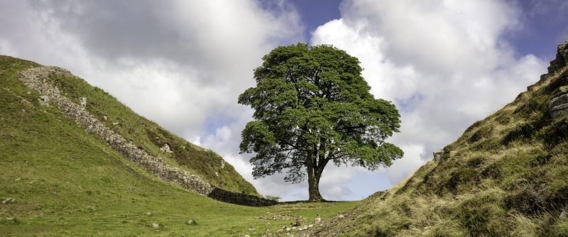 Sycamore Gap in summer on Hadrian's Wall, Northumberland National Park, Northumberland, UK