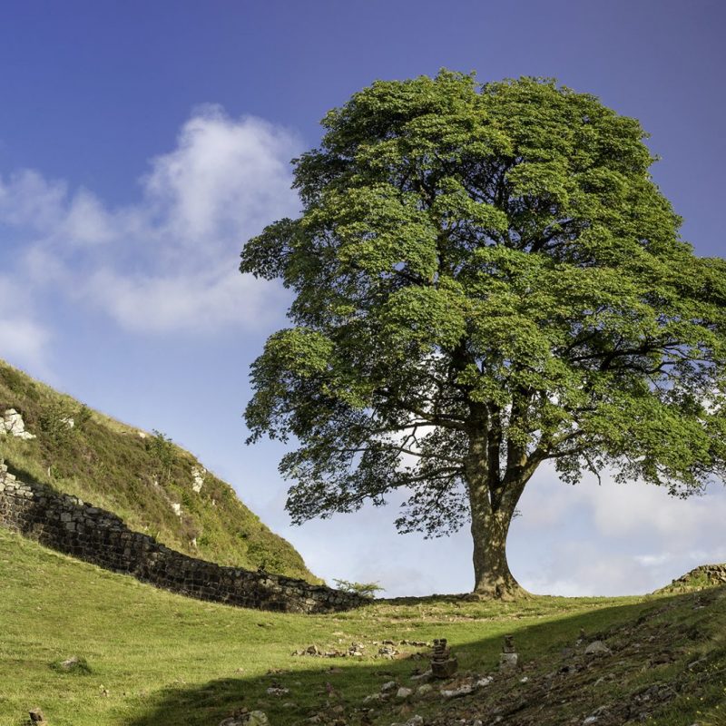 Sycamore Gap in summer on Hadrian's Wall, Northumberland National Park, Northumberland, UK