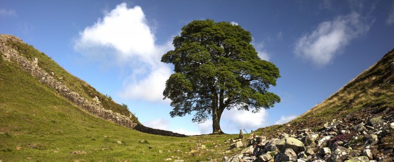 Sycamore Gap in summer on Hadrian's Wall, Northumberland National Park, Northumberland, UK