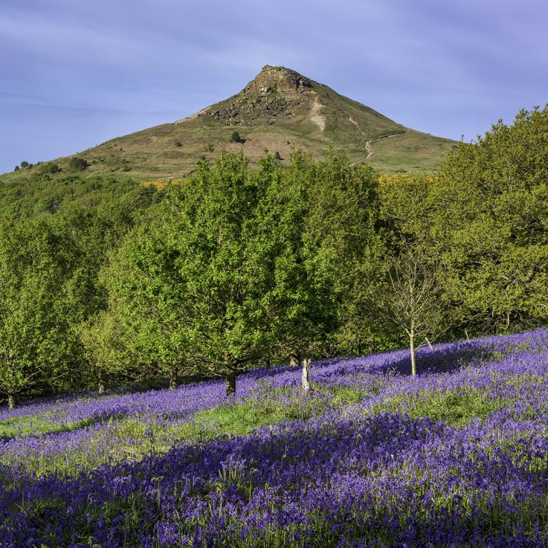 Bluebells at Roseberry Topping near Great Ayton, North Yorkshire, England, UK