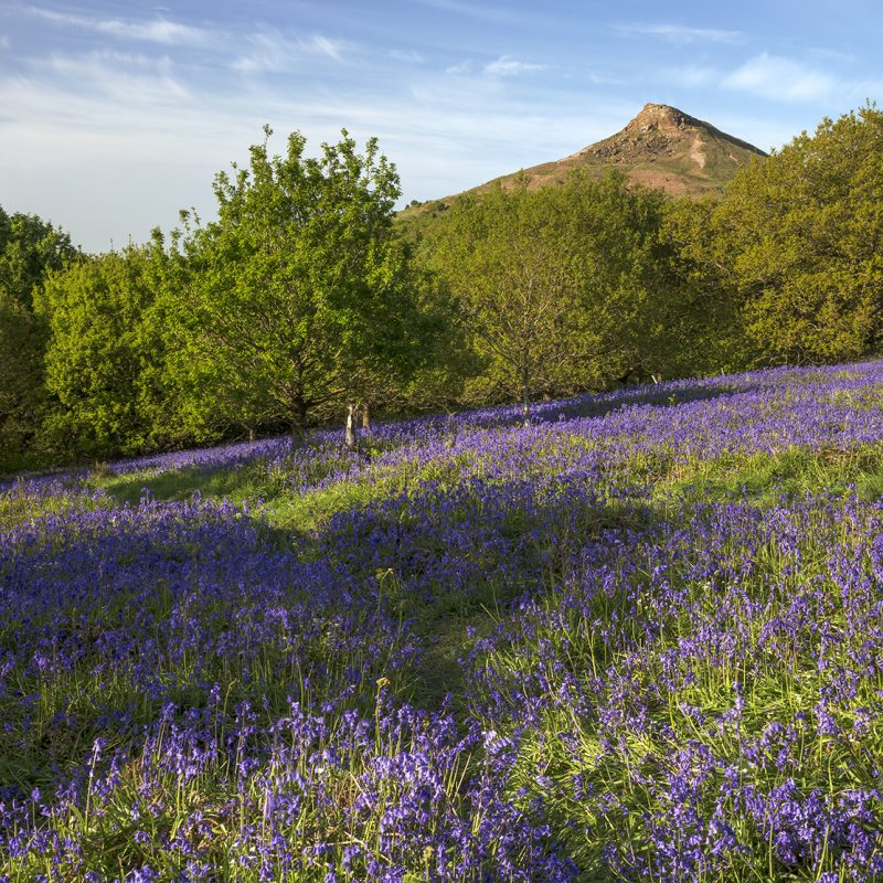 Bluebells at Roseberry Topping near Great Ayton, North Yorkshire, England, UK