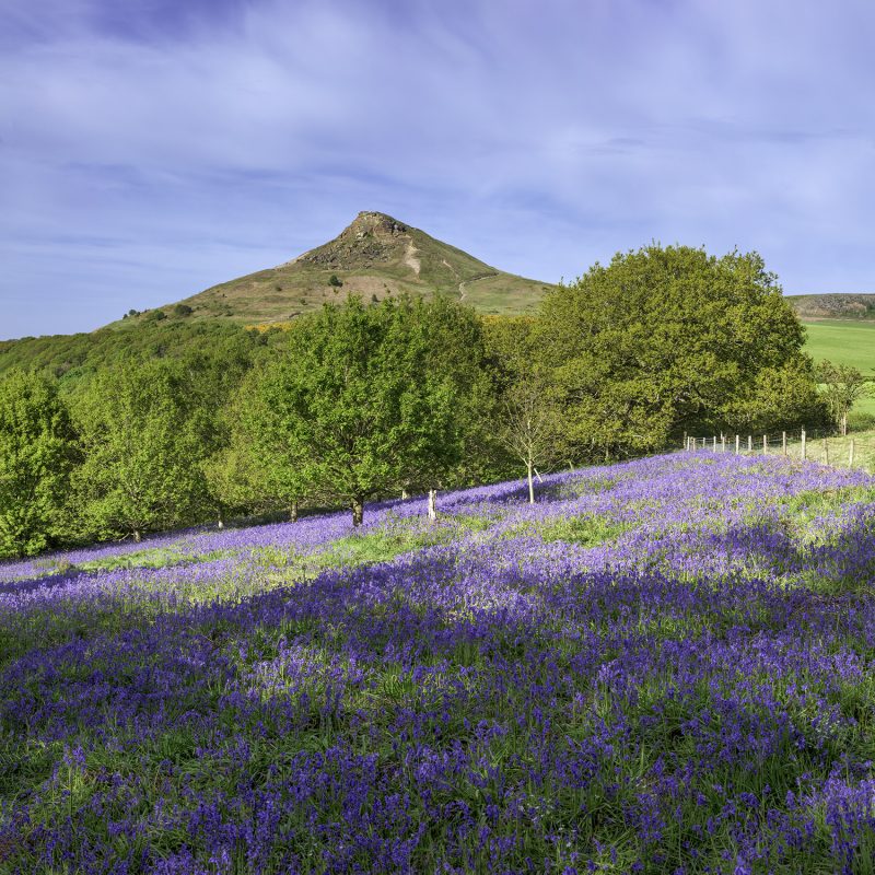 Bluebells at Roseberry Topping near Great Ayton, North Yorkshire, England, UK