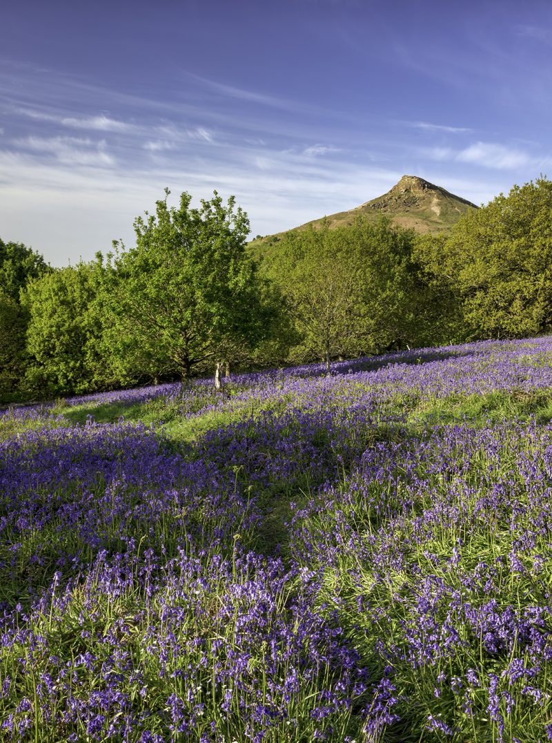 Bluebells at Roseberry Topping near Great Ayton, North Yorkshire, England, UK